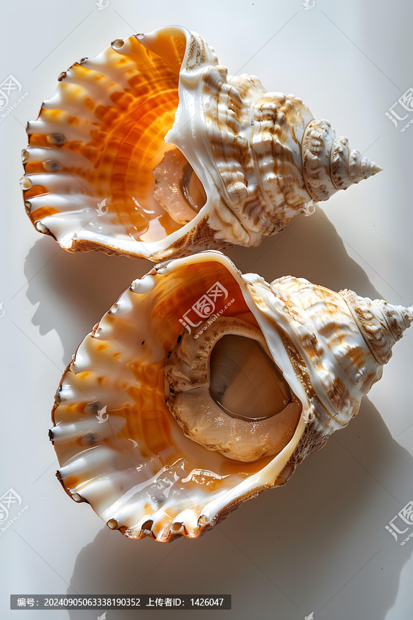 兩只帶橙色內(nèi)側(cè)的大海螺