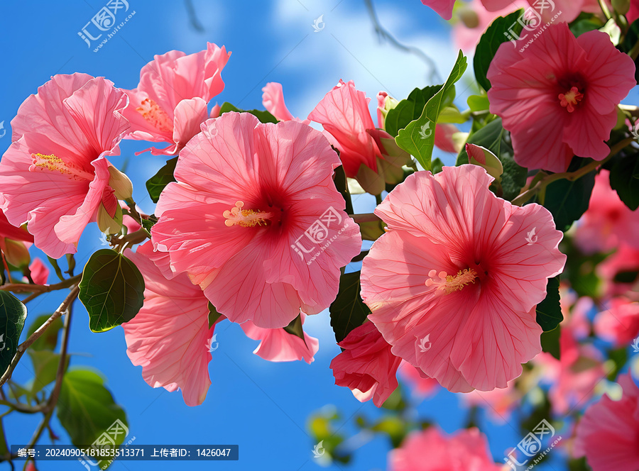 芙蓉花盛開(kāi)