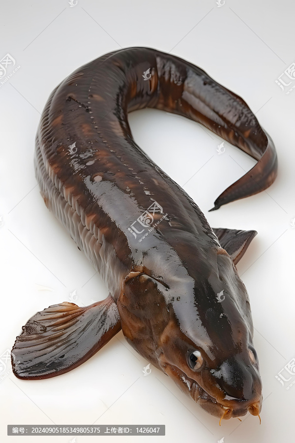 白色背景上的淡水魚