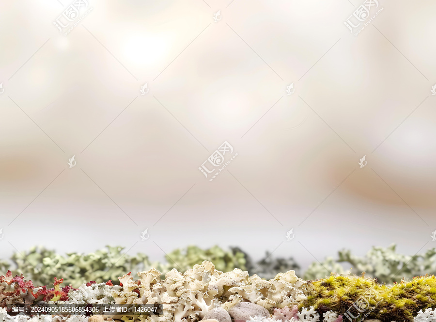 白色地衣的背景
