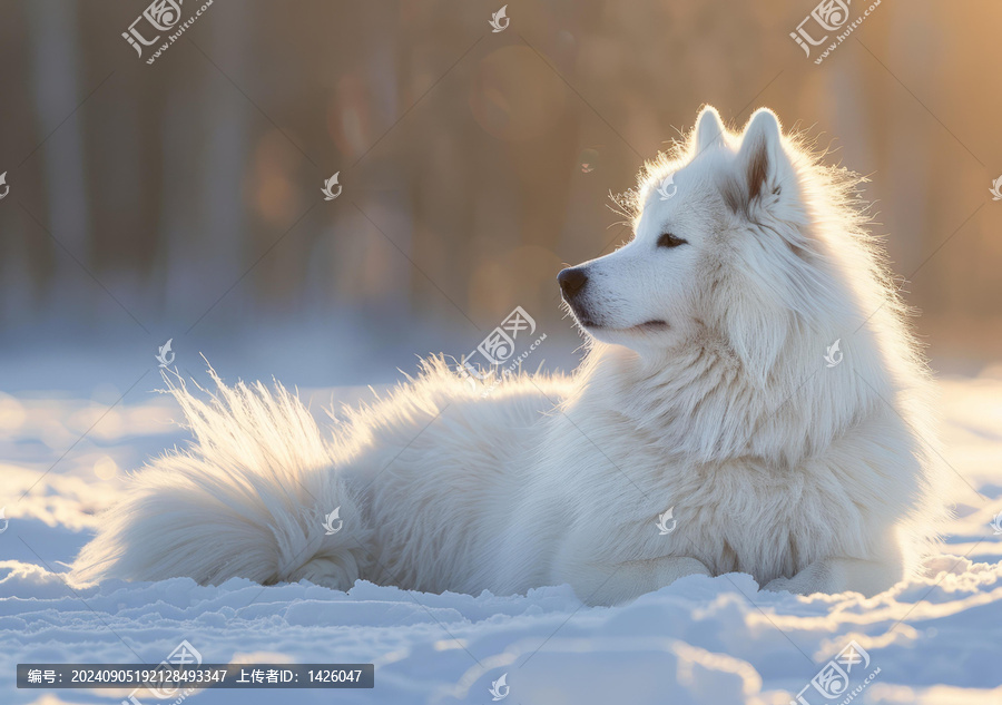 薩摩耶犬雪地休息