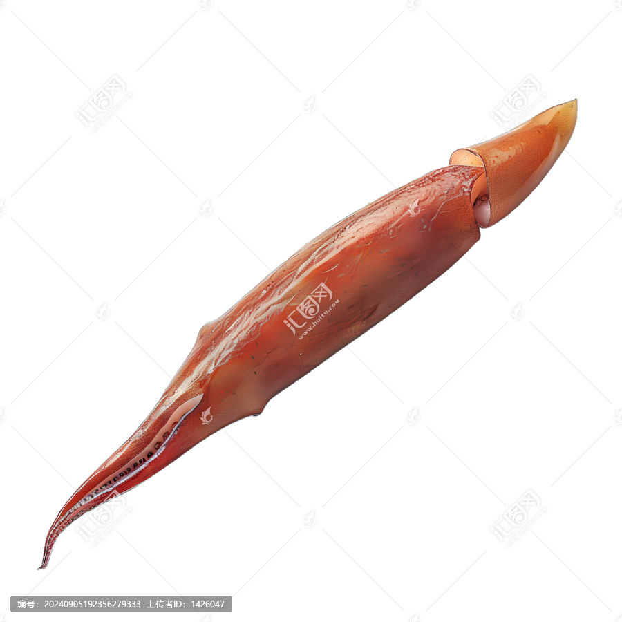 [免摳素材]白色背景上的新鮮魷魚