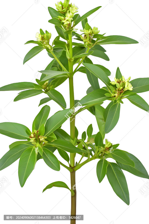 [免摳素材]綠葉枝芽特寫