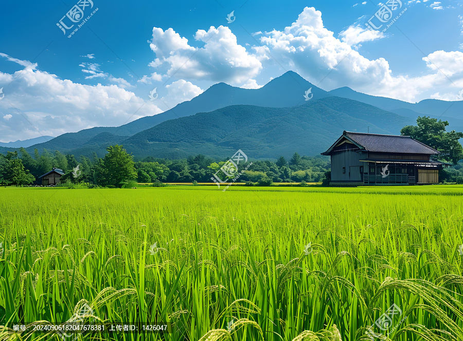 寧靜的日本鄉(xiāng)村稻田風(fēng)光