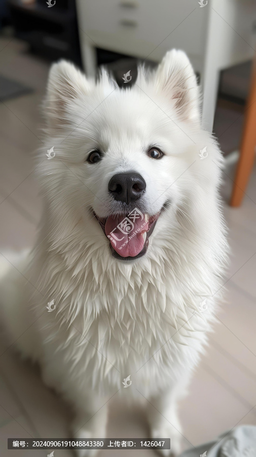 微笑的薩摩耶犬