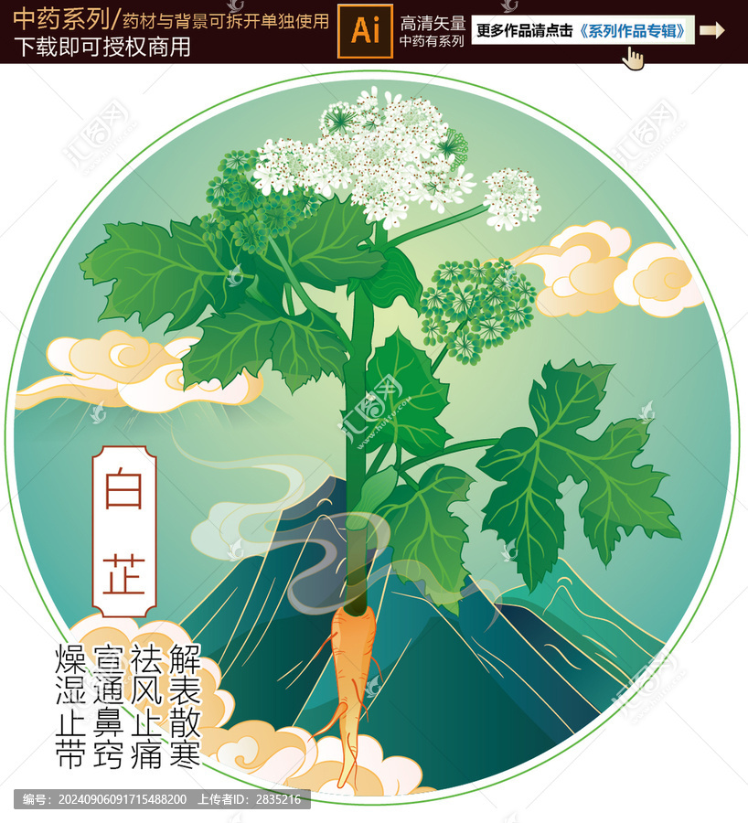 白芷