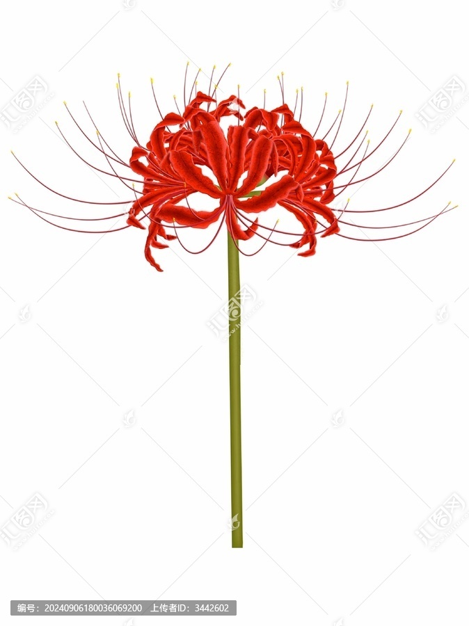 插畫手繪紅色彼岸花曼珠沙華
