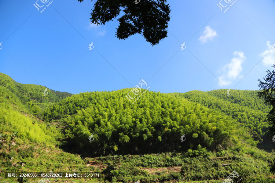 山竹