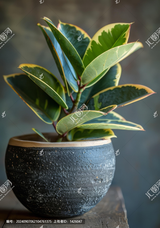 一顆美麗的花葉橡膠樹盆栽