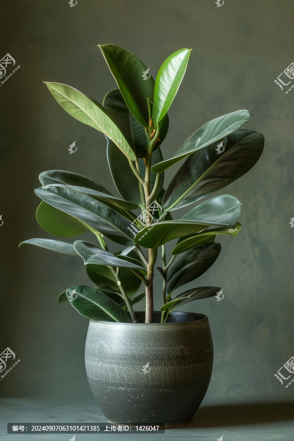 盆栽橡膠樹