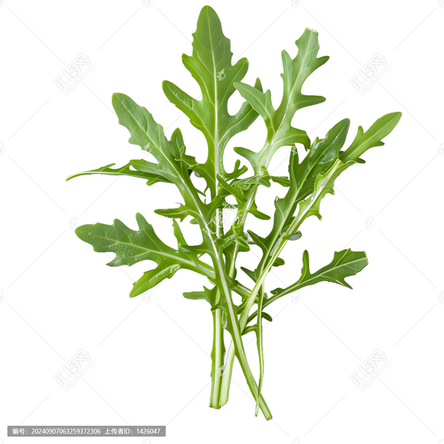 [免摳素材]新鮮綠色的芝麻菜葉子白色背景