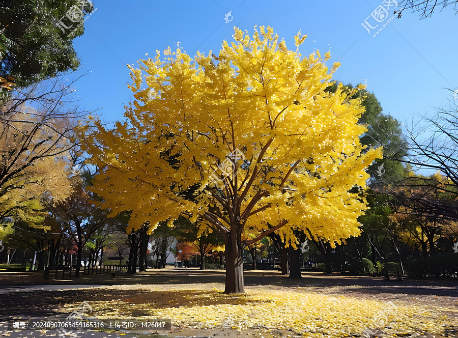 金秋公園里的銀杏樹