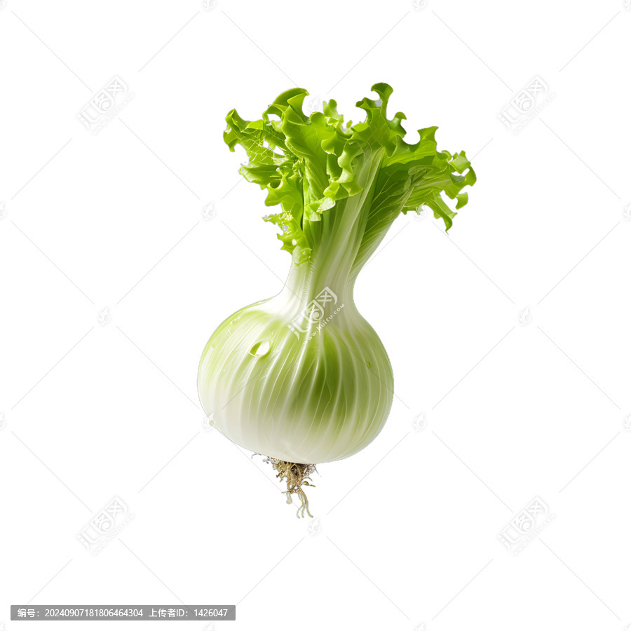[免摳素材]新鮮綠色的生菜