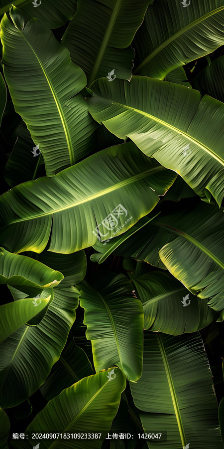 熱帶香蕉葉綠色背景