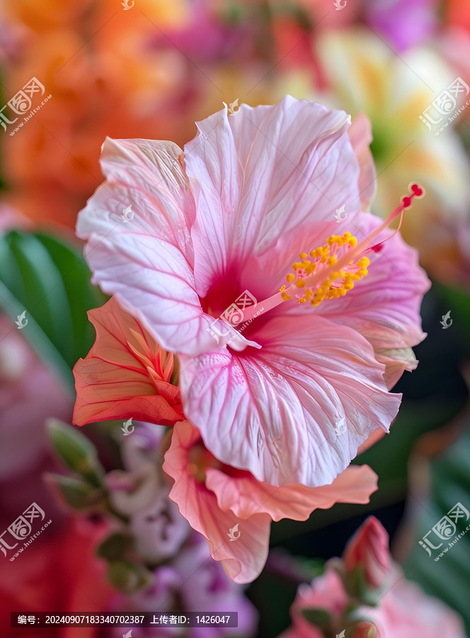 粉紅色木槿花特寫宏觀