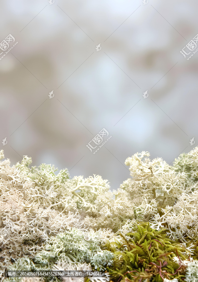 白色馴鹿苔蘚背景