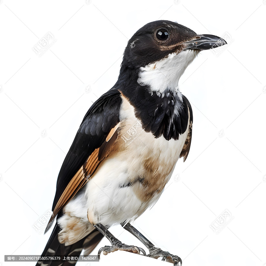 黑白橙色羽毛的鳥特寫