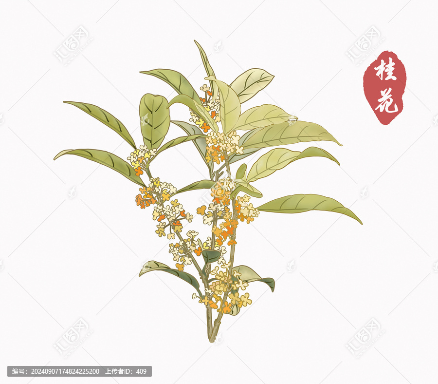 桂花插畫