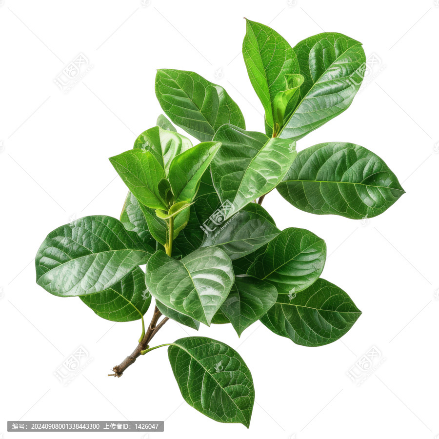 [免摳素材]玉蘭花葉