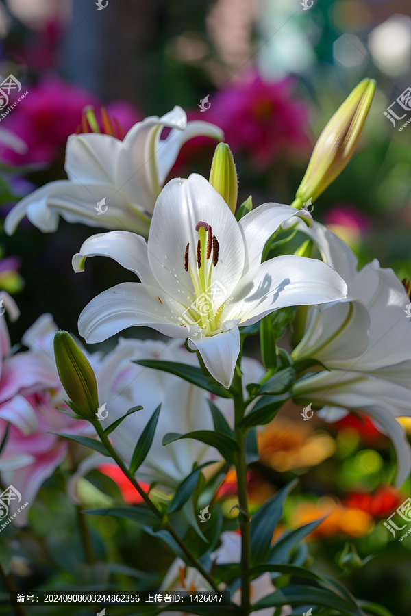 盛開的白色百合花