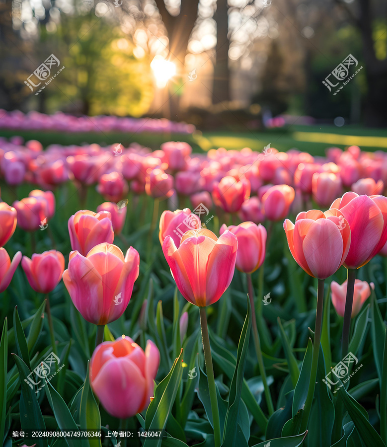 郁金香花海