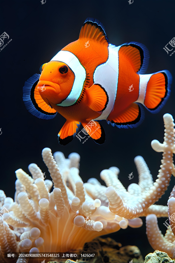 珊瑚礁中的小丑魚