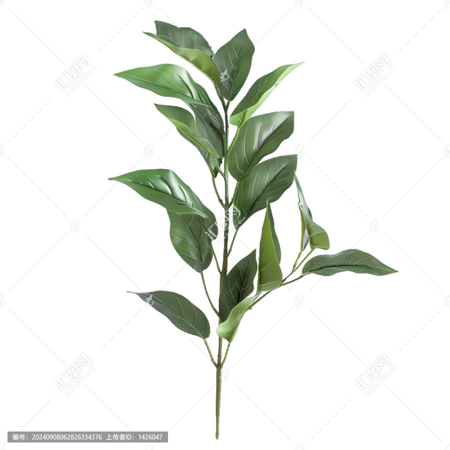 [免摳素材]白色背景上的綠色樹枝