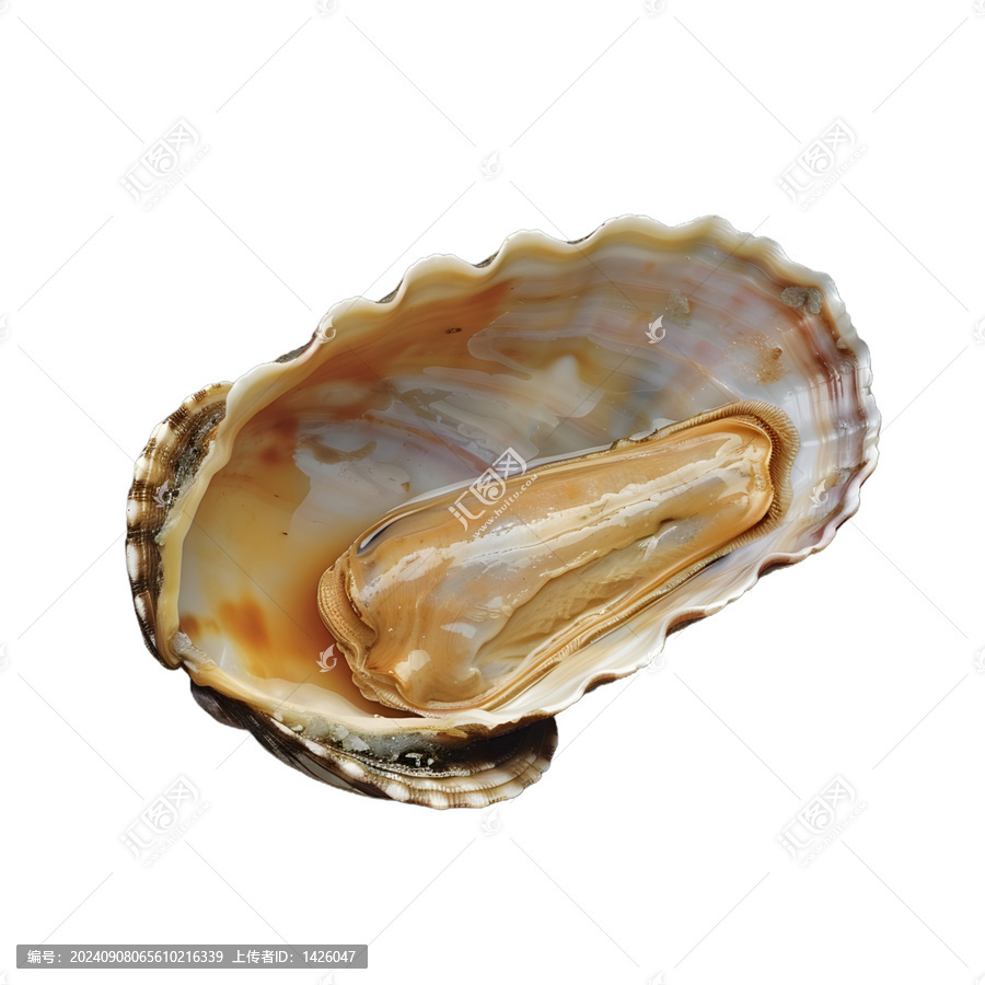 [免摳素材]鮑魚閉殼肌