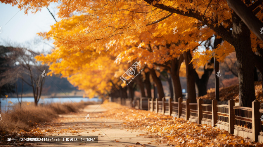 公園里落滿黃葉的小路