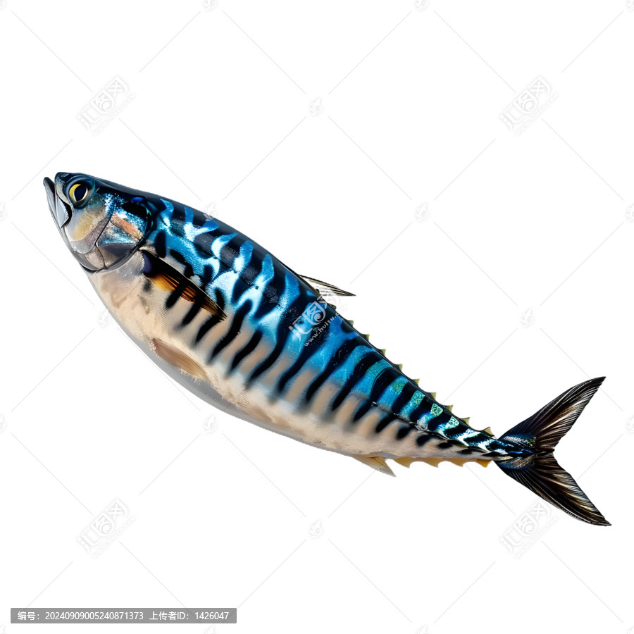[免摳素材]白色背景上的新鮮鯖魚(yú)