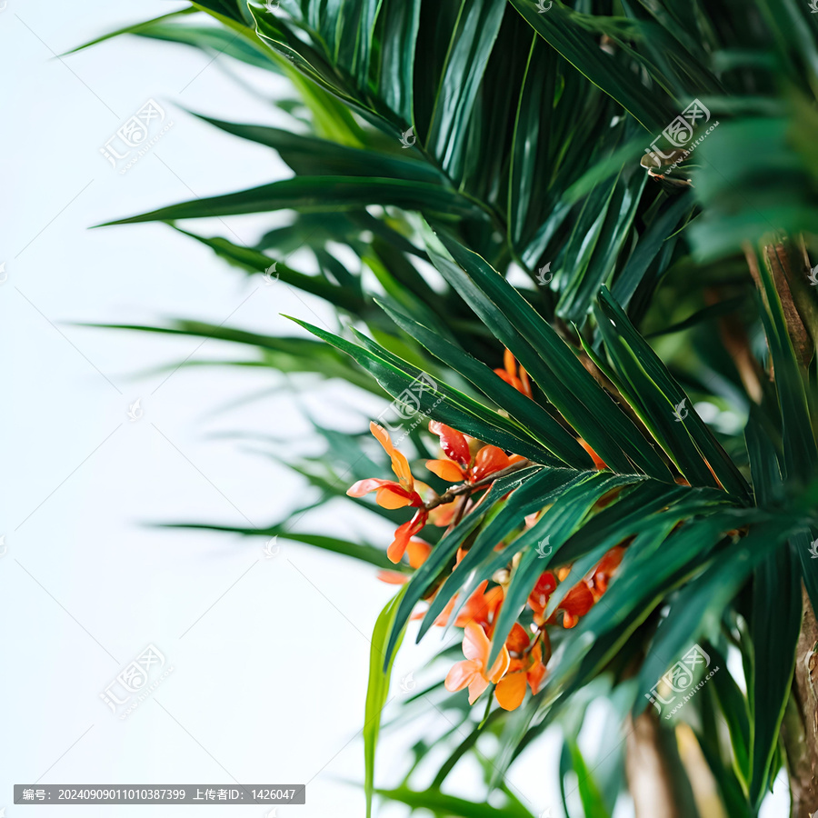 熱帶植物的綠色棕櫚葉和橙色花朵