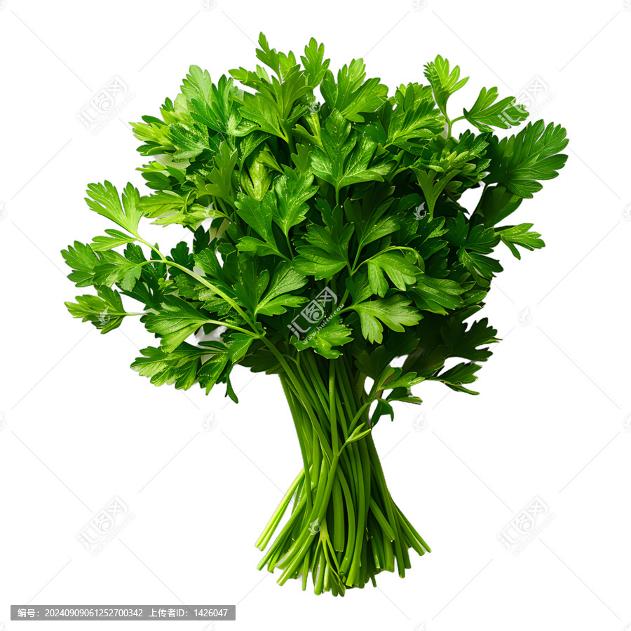 [免摳素材]新鮮歐芹束
