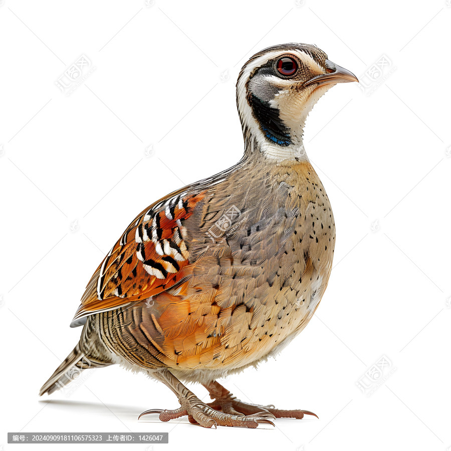 白色背景上的美麗鳥類