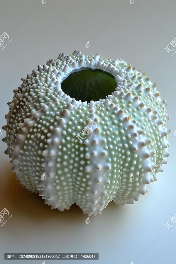 綠色和白色相間的海膽殼
