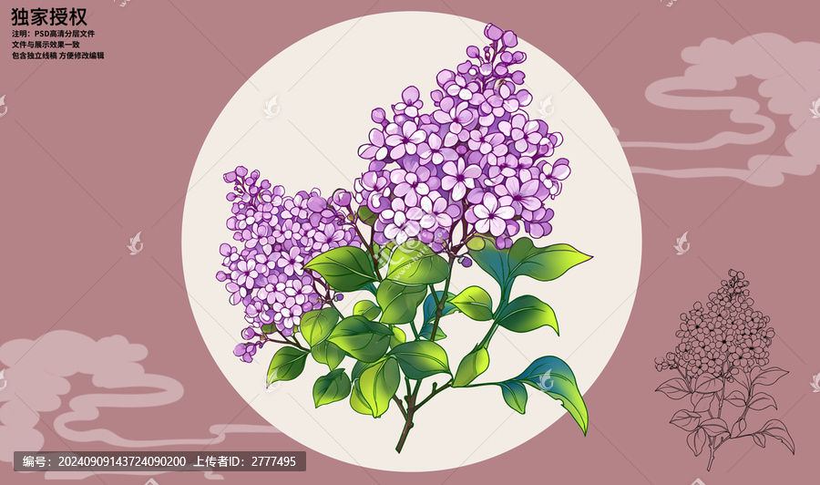 丁香花插畫