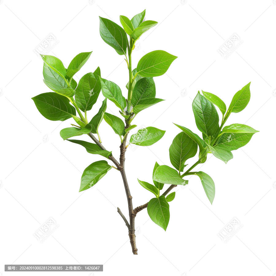 [免摳素材]一株植物在透明背景下的綠葉