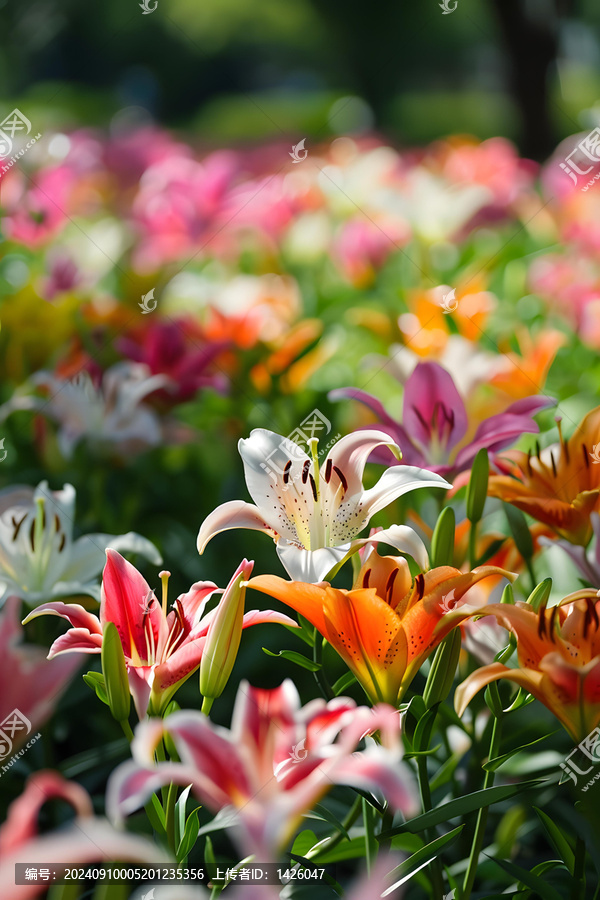 花園中盛開(kāi)的五顏六色的百合花