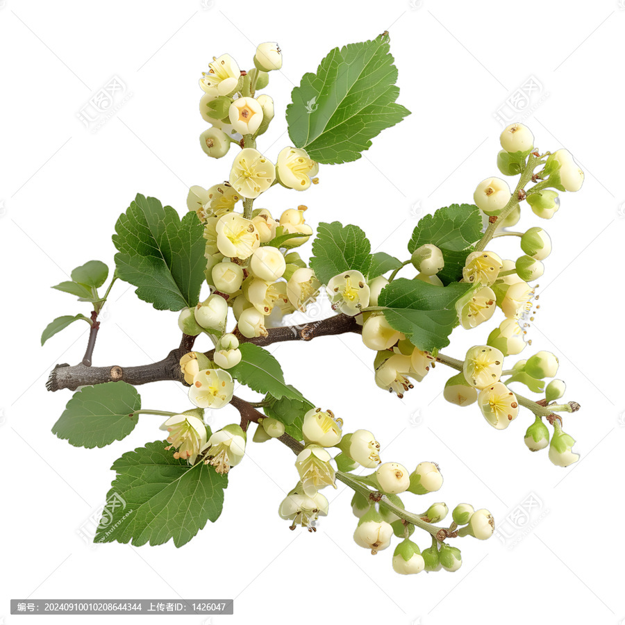 [免摳素材]開花的醋栗分枝