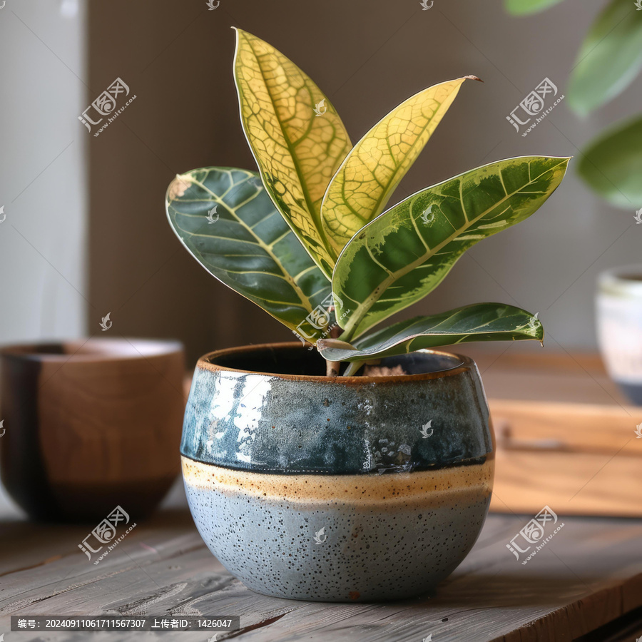 三角梅葉榕盆栽植物