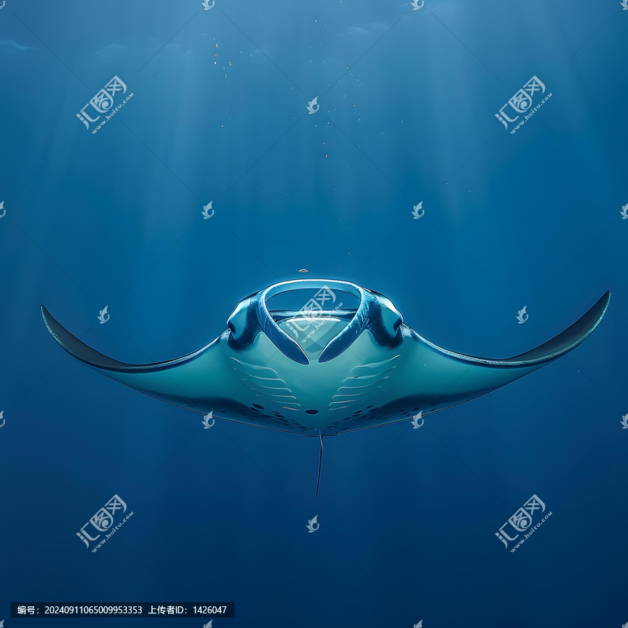 深海中游泳的巨型蝠鲼
