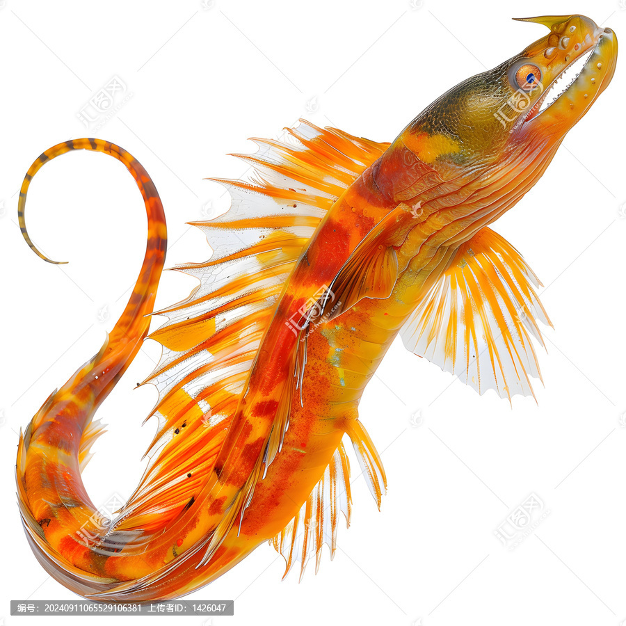白色背景下孤立的藍帶鰻魚