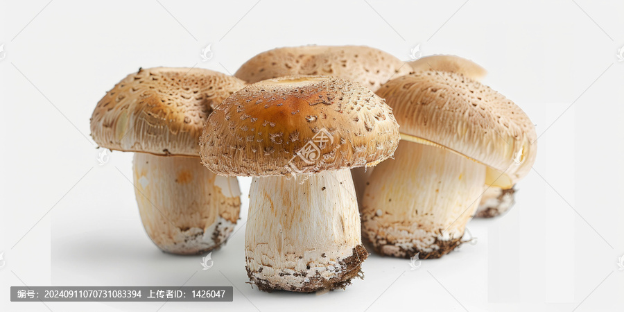 五朵褐色蘑菇矗立在白色背景前