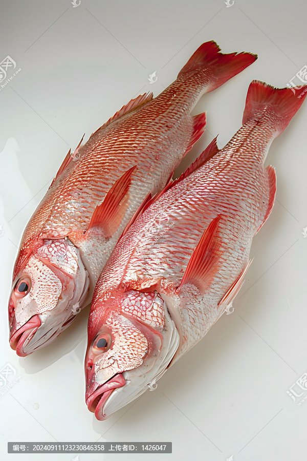 兩條紅鯛魚躺在白色背景上