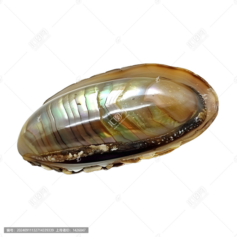 [免摳素材]七彩鮑魚貝殼
