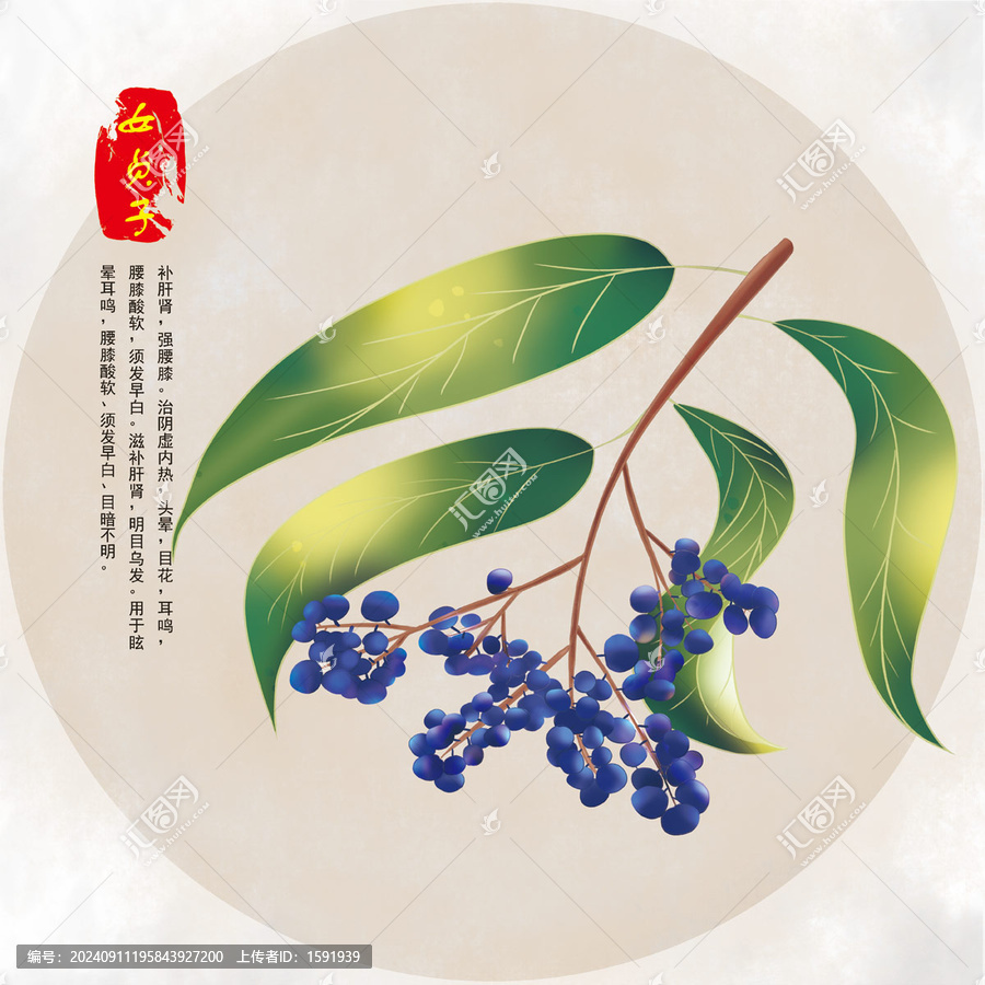手繪中藥女貞子插畫