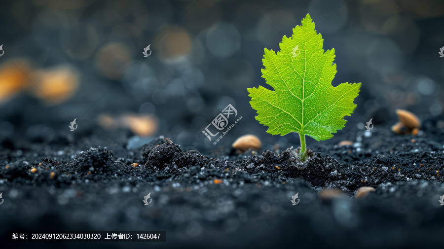 一片綠葉從黑暗的土壤中探出頭