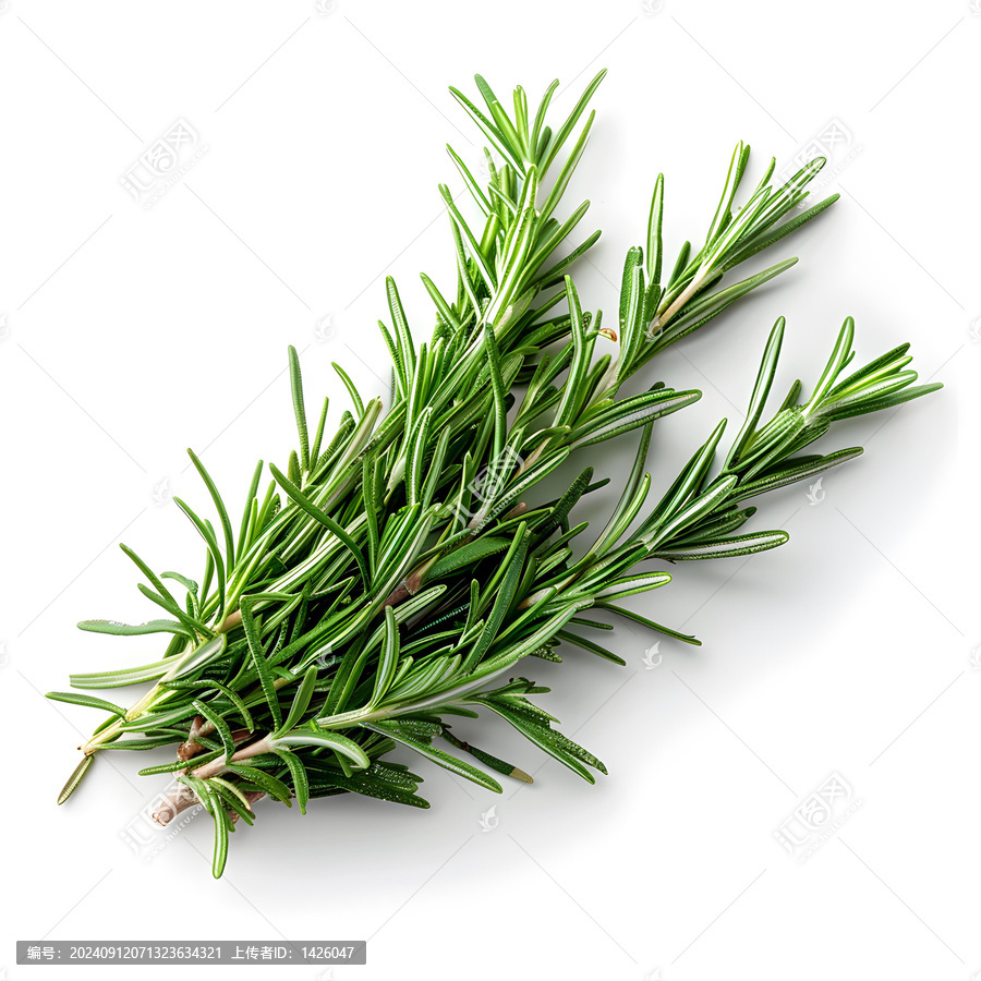 迷迭香草本香料白色背景特寫