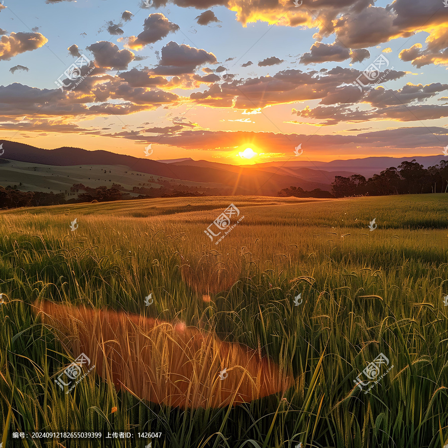 夕陽(yáng)西下，麥田金黃
