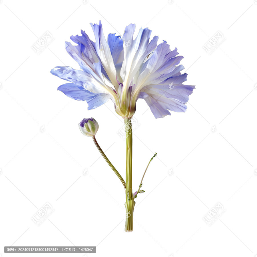 [免摳素材]白色背景上的藍(lán)色花朵
