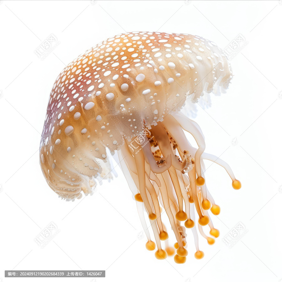 水母的優(yōu)雅舞姿